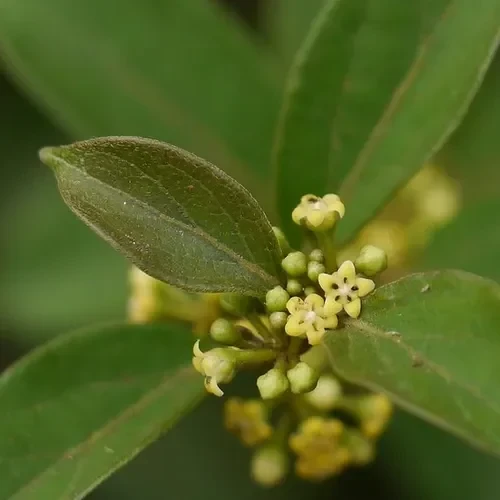 Gymnema sylvestre Pflanze